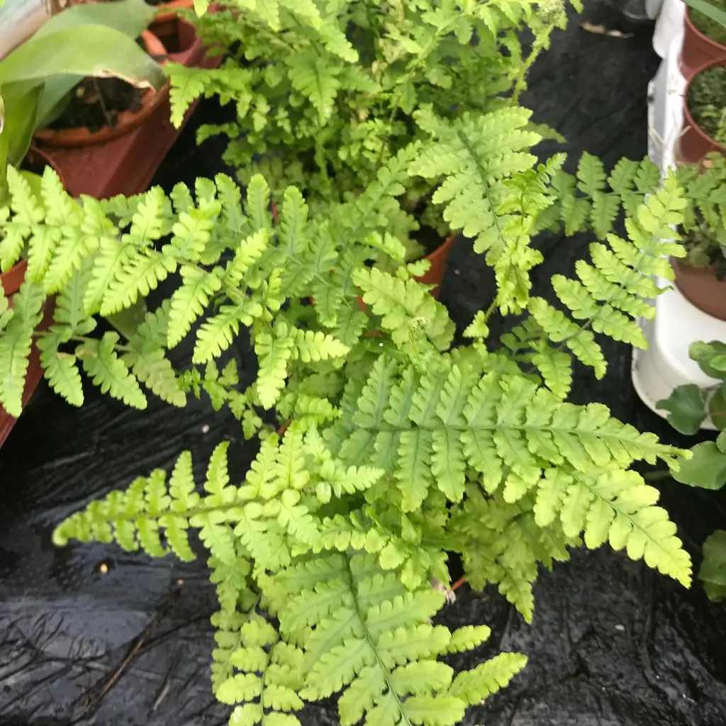 Maidenhair Fern (Adiantum sp.) - Image 2