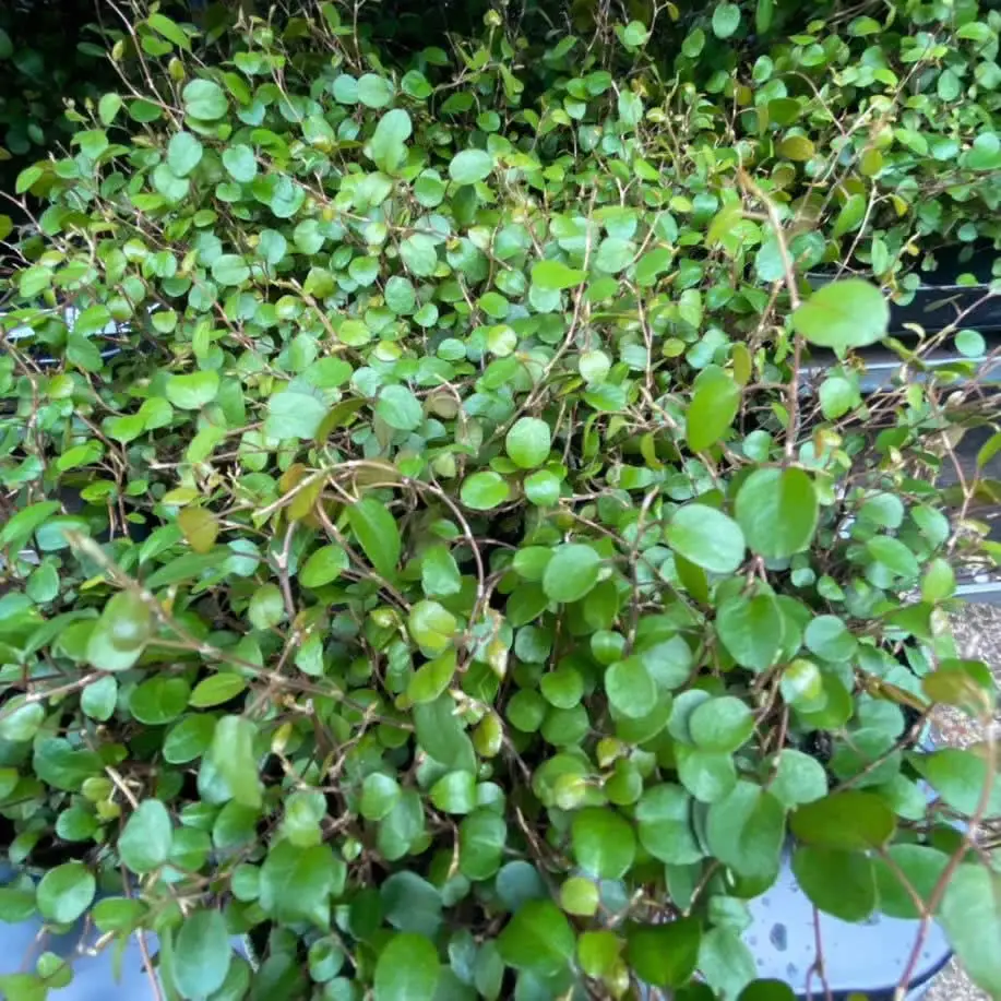 Maidenhair Vine (Muehlenbeckia complexa) - Image 2
