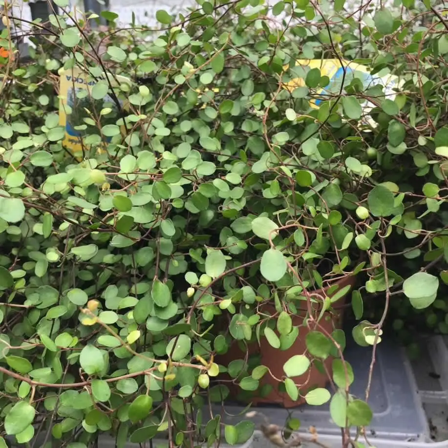 Maidenhair Vine (Muehlenbeckia complexa) - Image 3