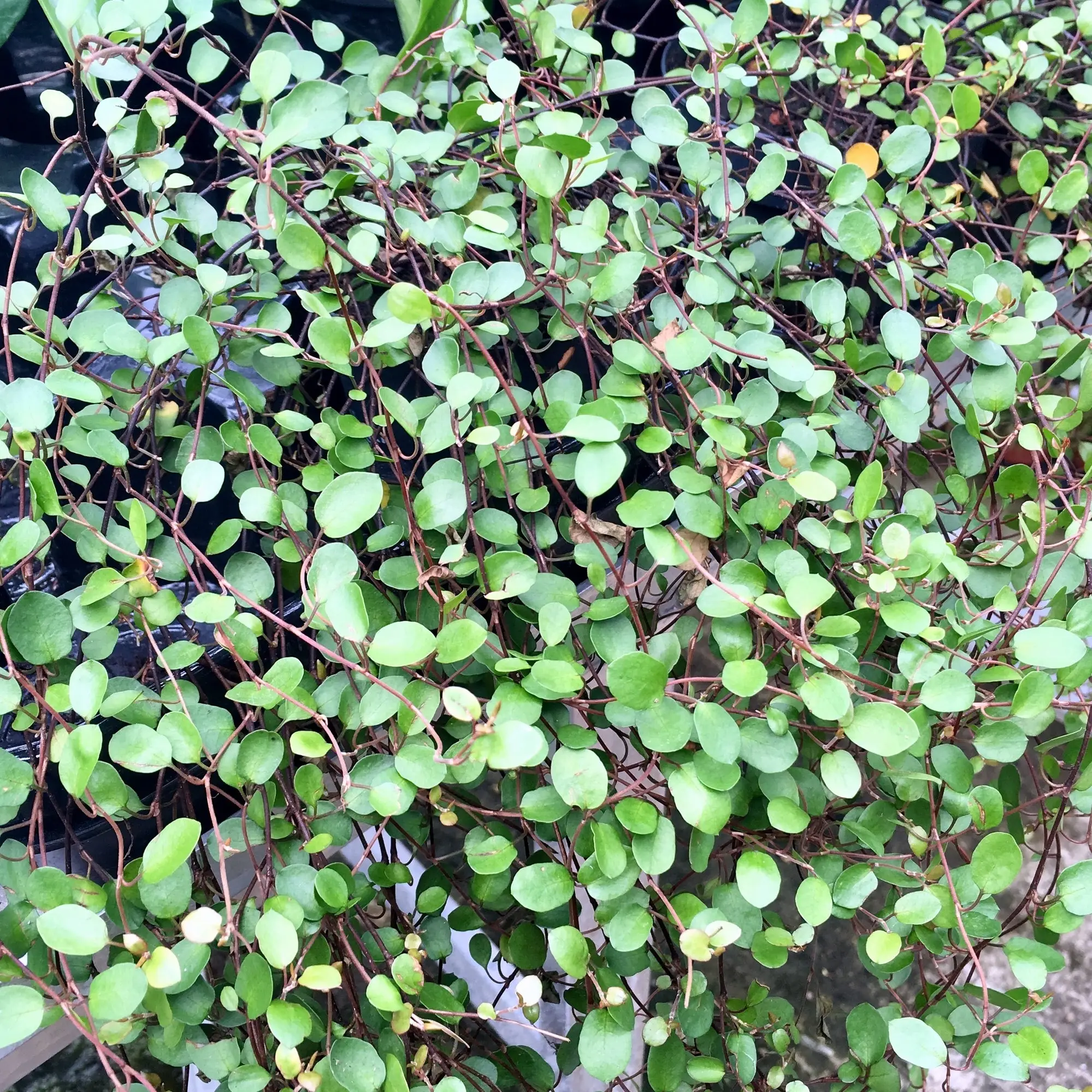 Maidenhair Vine (Muehlenbeckia complexa) - Image 4