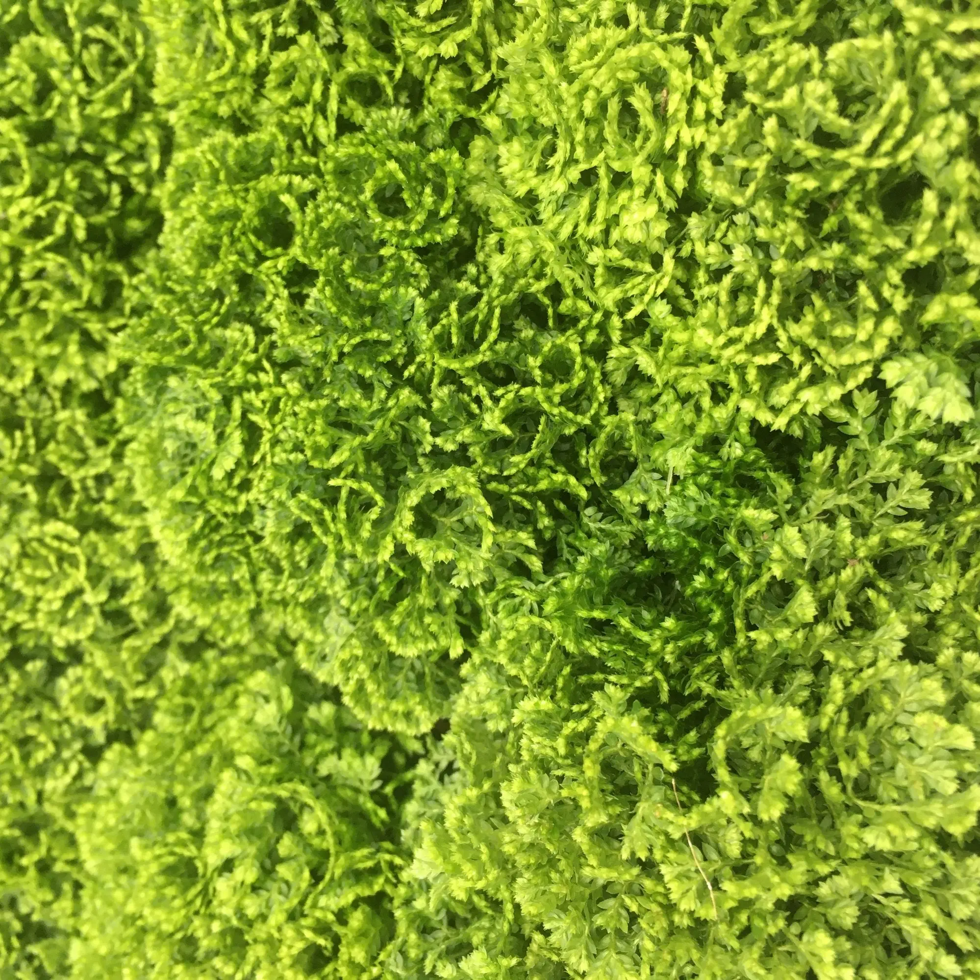 Meadow Spikemoss (Selaginella apoda) - Image 3
