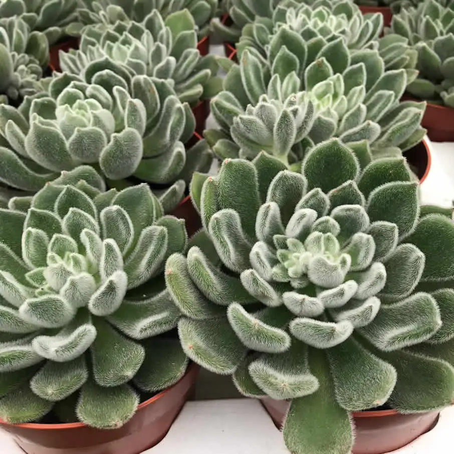 Mexican Fire Cracker (Echeveria setosa) - Image 2