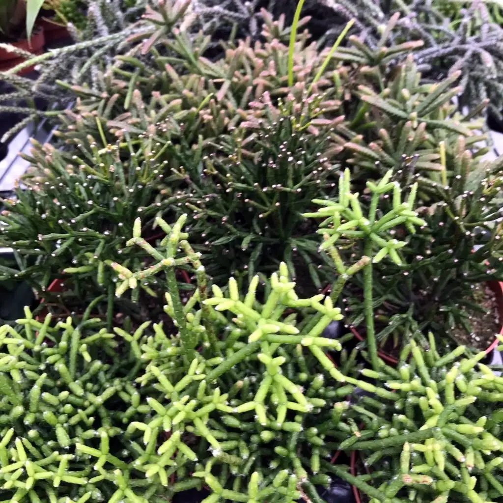 Mistletoe Cactus (Rhipsalis cassuta) - Image 2