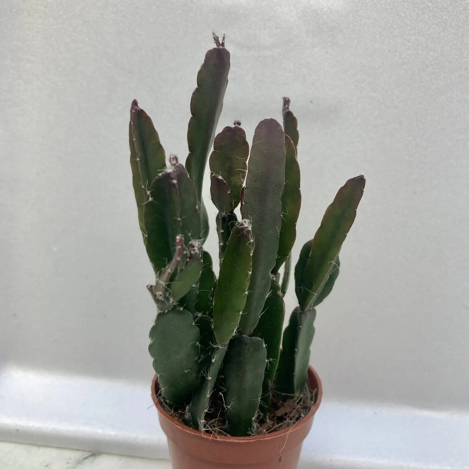 Mistletoe Cactus (Rhipsalis cassuta) - Image 3