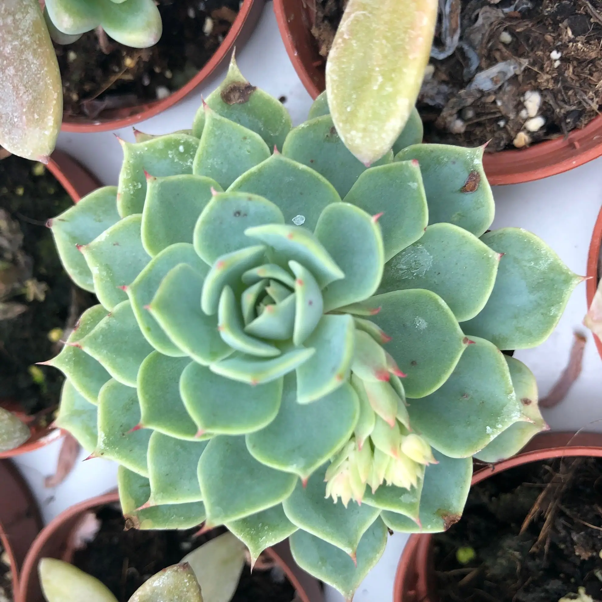 Molded Wax Agave (Echeveria agavoides) - Image 2