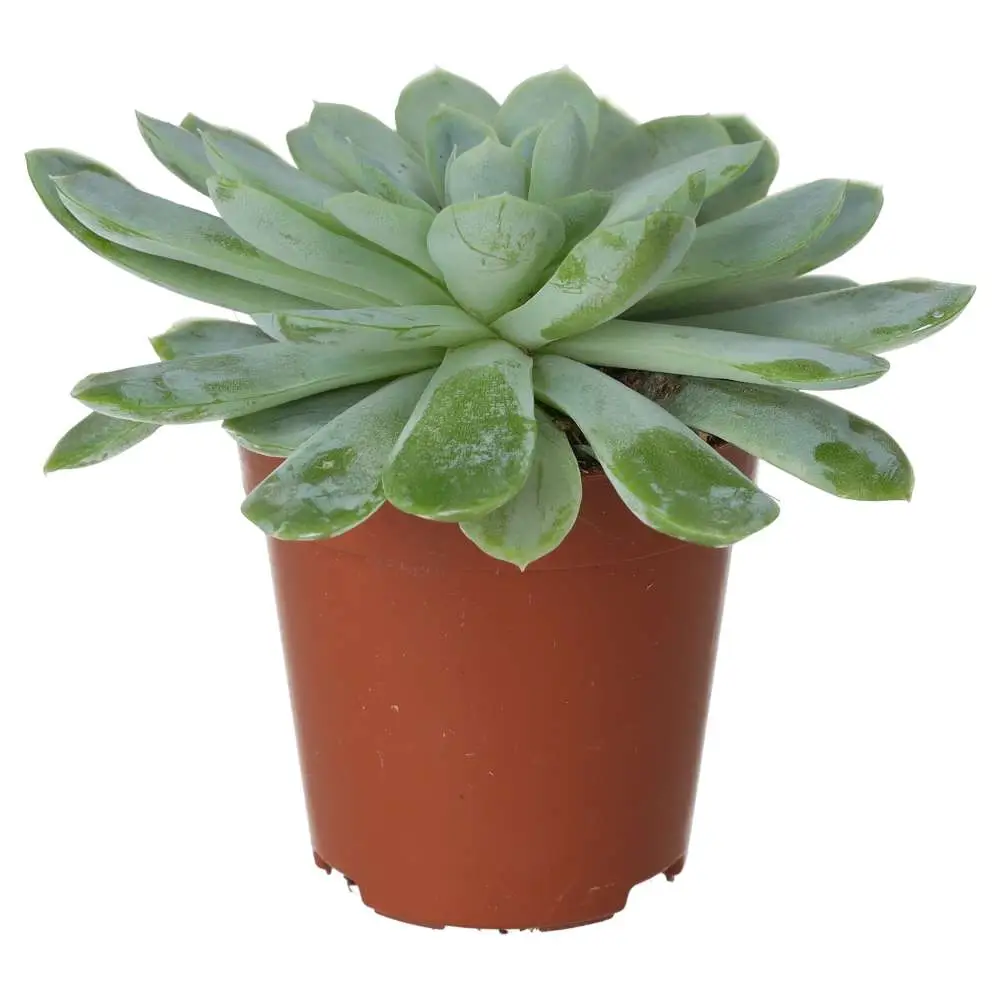 Molded Wax Agave (Echeveria agavoides) - Image 3