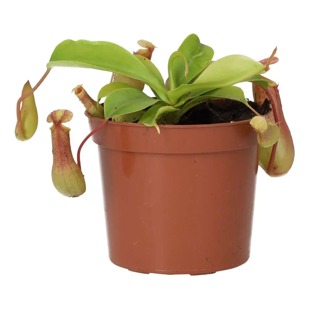 Monkey Cups 'Gaya' (Nepenthes sp.) - Image 3