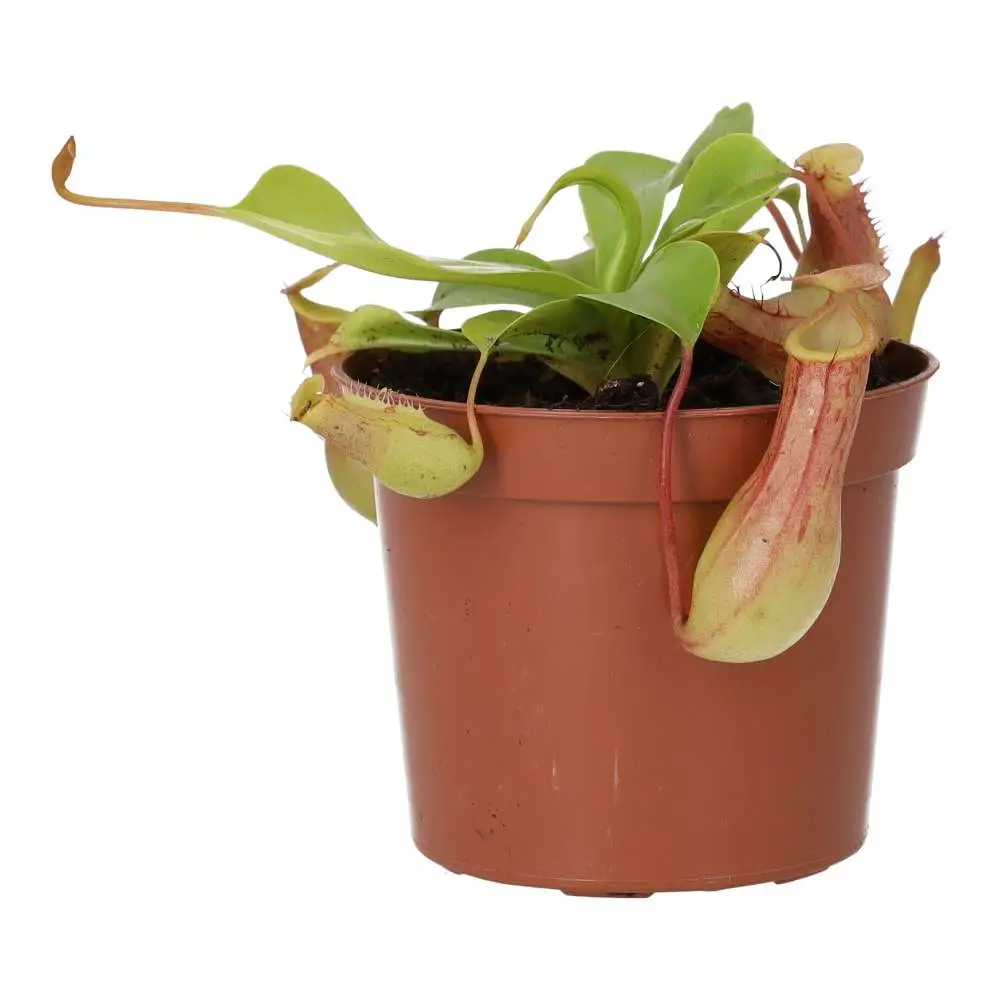 Monkey Cups 'Gaya' (Nepenthes sp.) - Image 4