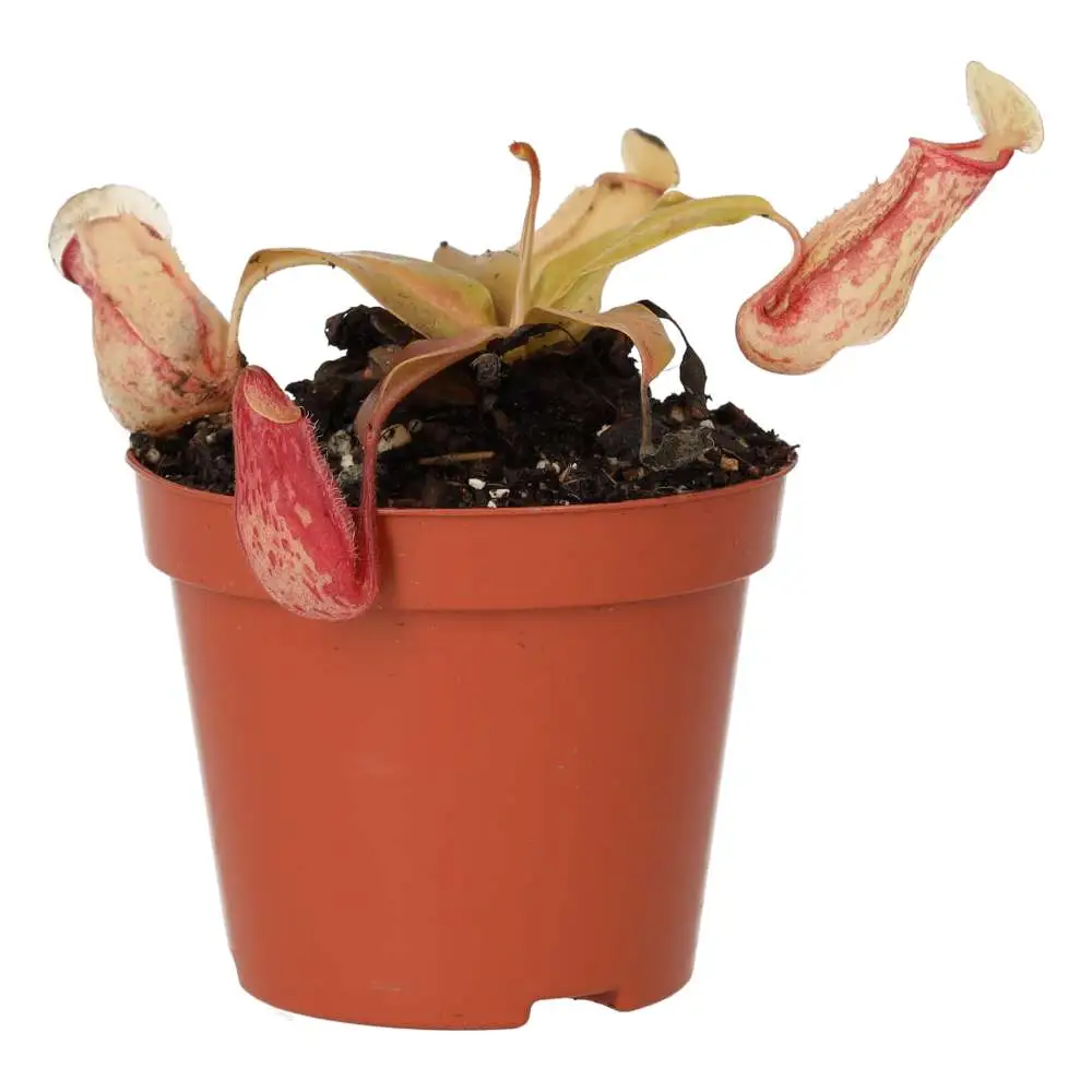 Monkey Cups 'Ventrata' (Nepenthes sp.) - Image 3