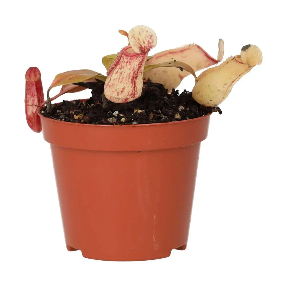 Monkey Cups 'Ventrata' (Nepenthes sp.) - Image 4