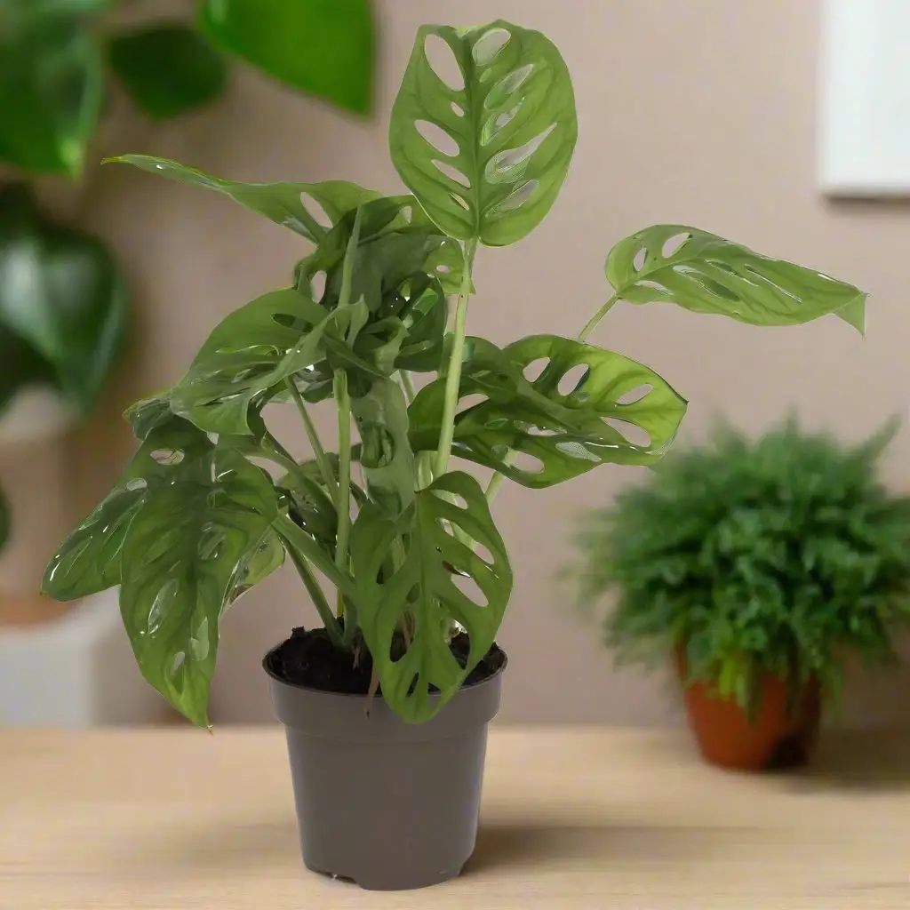 Monkey Mask Plant (Monstera adansonii)