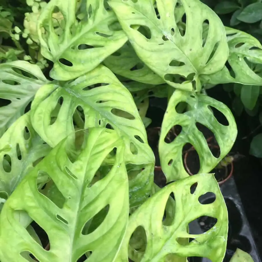 Monkey Mask Plant (Monstera obliqua leichtlinii) - Image 2