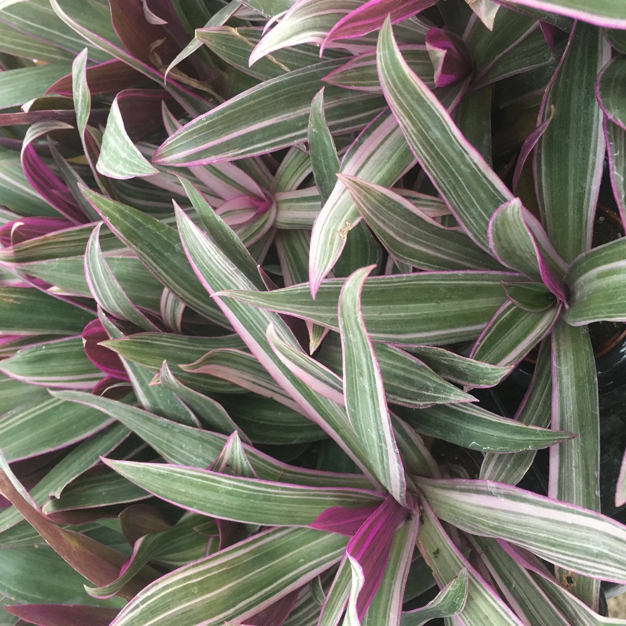 Moses-in-the-cradle (Rhoeo discolor) - Image 2