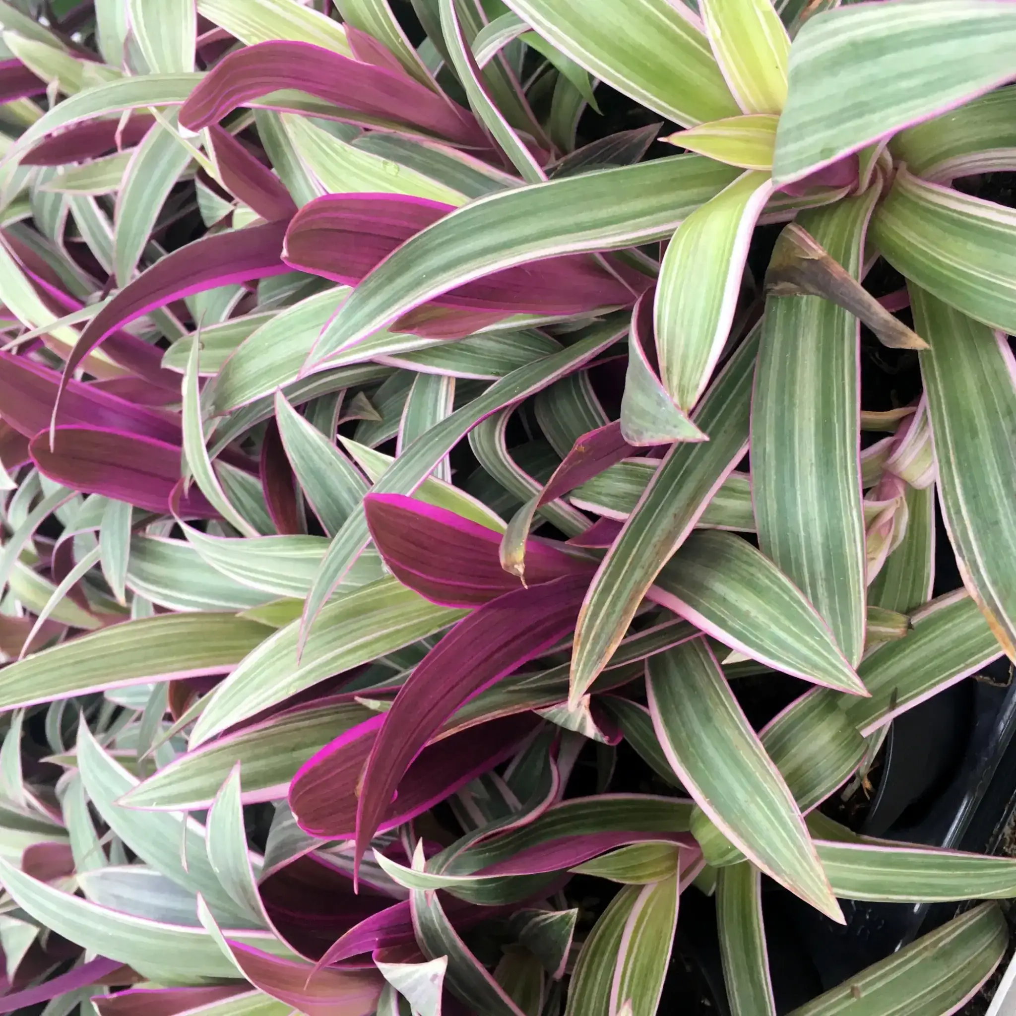 Moses-in-the-cradle (Rhoeo discolor) - Image 3