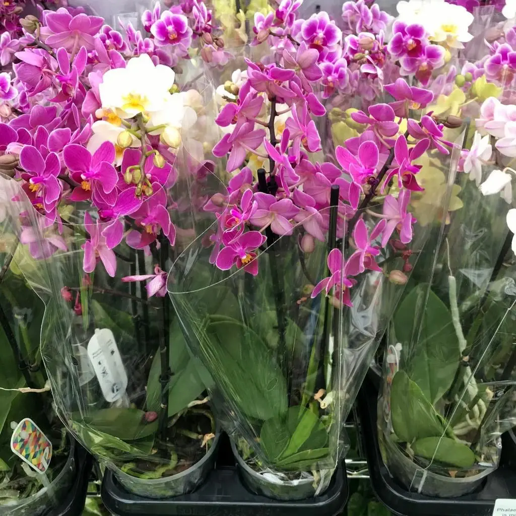 Moth Orchid (Phalaenopsis sp.) - Mixed Colours