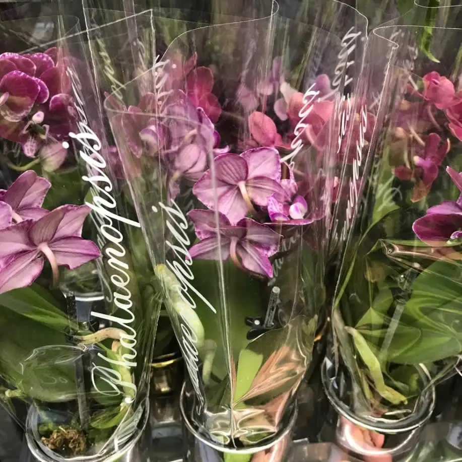 Moth Orchid (Phalaenopsis sp.) - Mixed Colours - Image 2