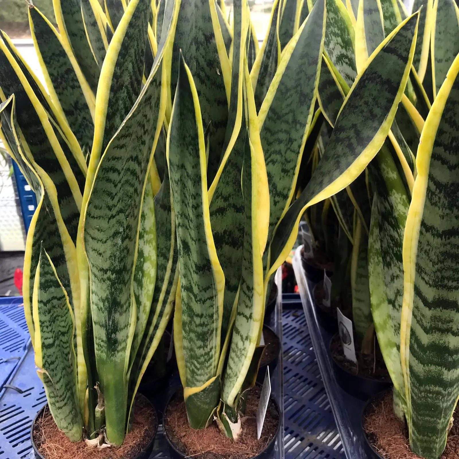 Mother-in-law's Tongue (Sansevieria trifasciata) - Image 2