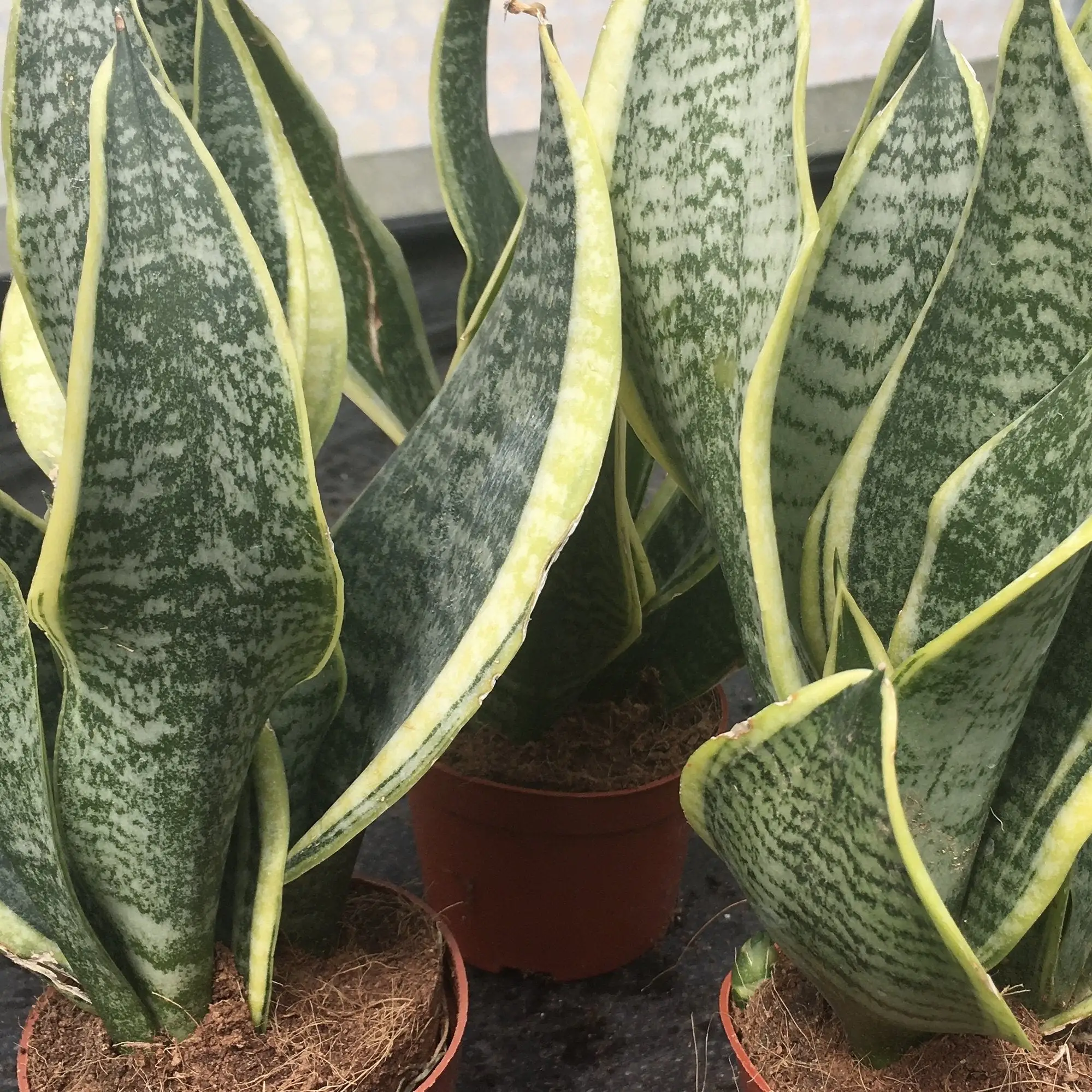 Mother-in-law's Tongue (Sansevieria trifasciata) - Image 3