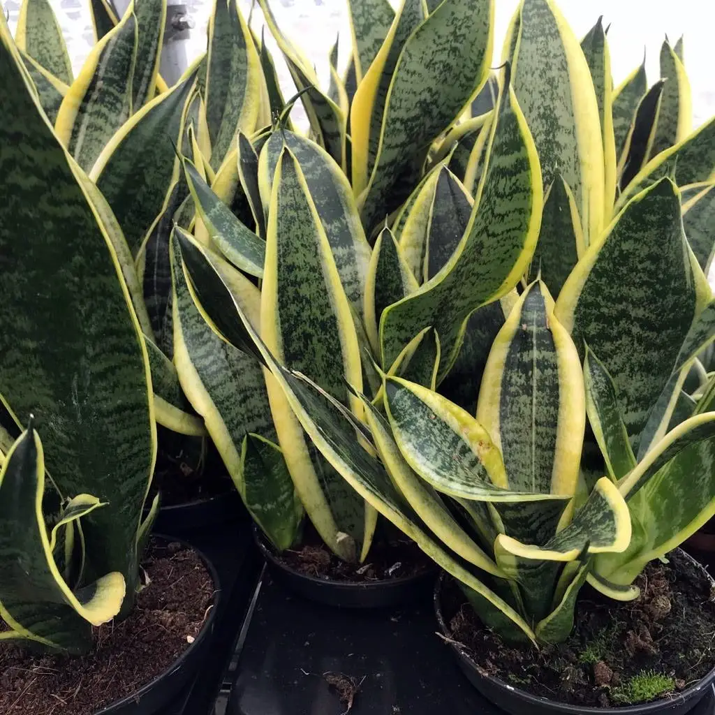 Mother-in-law's Tongue (Sansevieria trifasciata) - Image 4