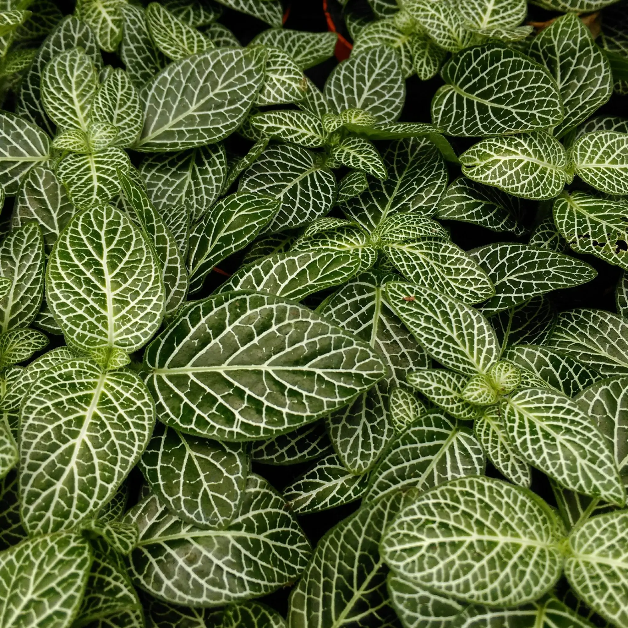 Nerve Plant (Fittonia sp.) - Image 3