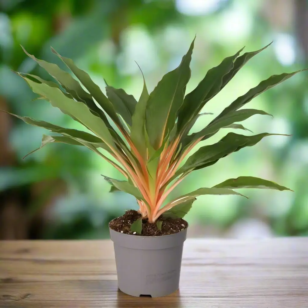 Orange Spider Plant (Chlorophytum comosum)