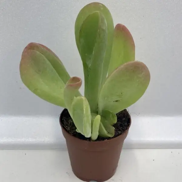Paddle Plant 'Red Lips' (Kalanchoe thyrsiflora)