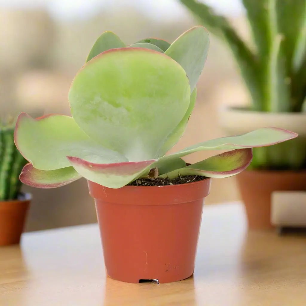 Paddle Plant 'Red Lips' (Kalanchoe thyrsiflora) - Image 2