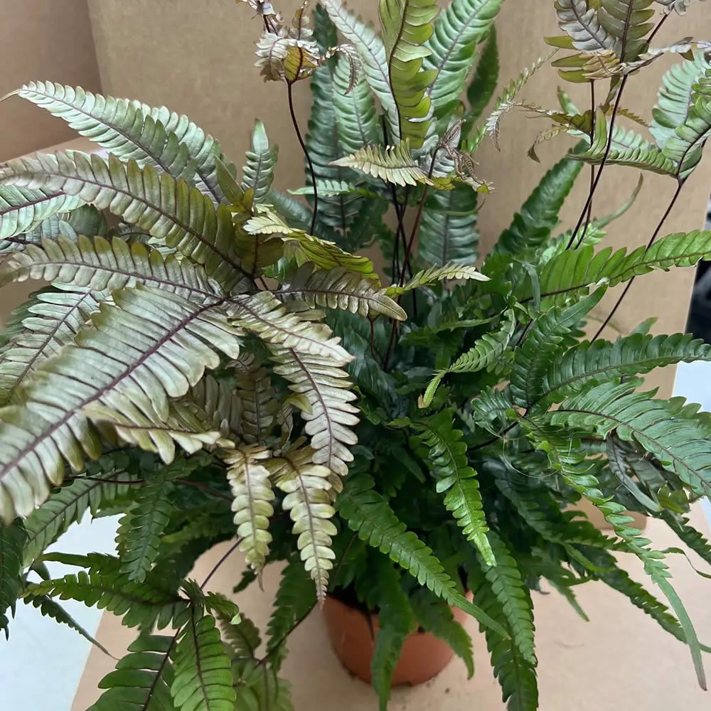 Painted Brake Fern (Pteris quadriaurita tricolor) - Image 2