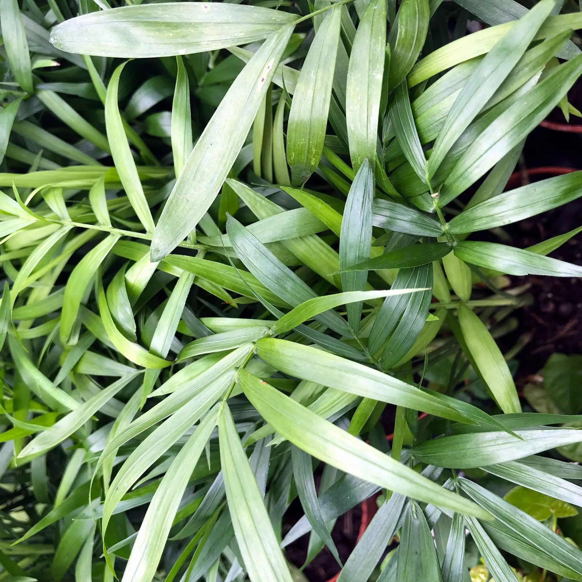 Parlour Palm (Chamaedorea elegans) - Image 3