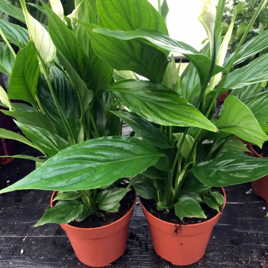 Peace Lily (Spathiphyllum sp.) - Image 2