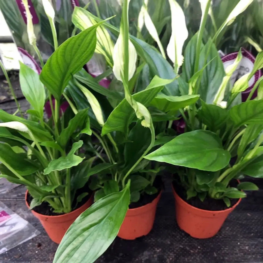 Peace Lily (Spathiphyllum sp.) - Image 3