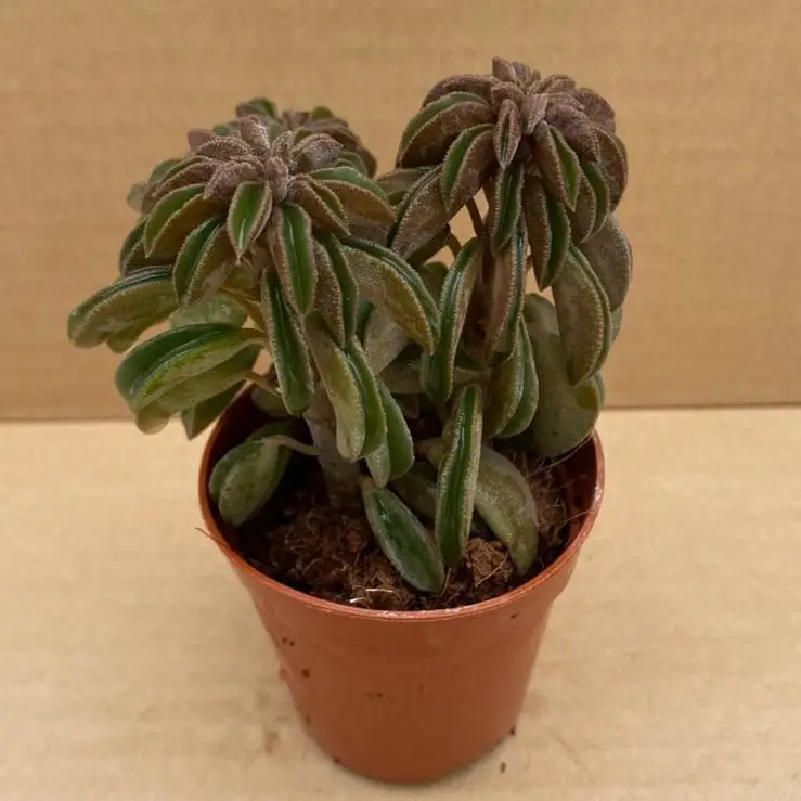 Peperomia 'Silver Spark'