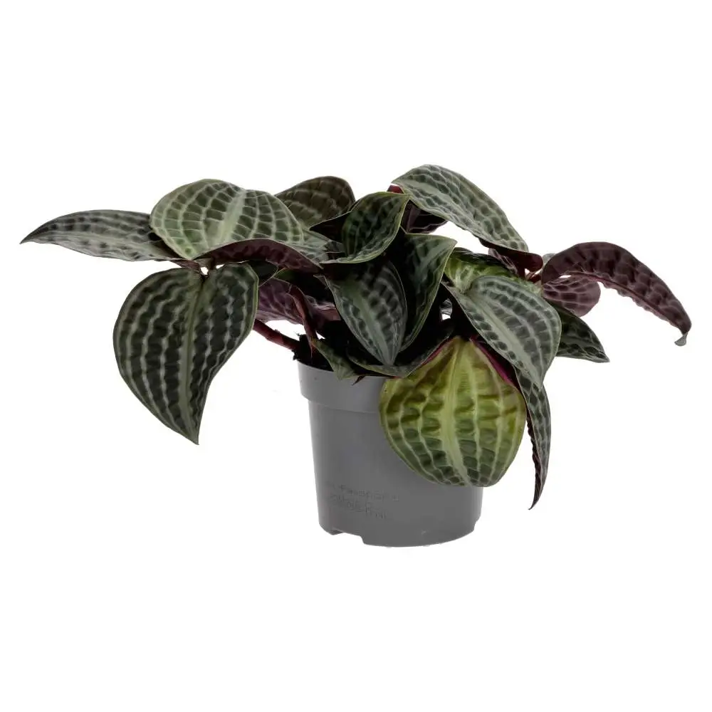ProRep Live plant Seersucker Plant