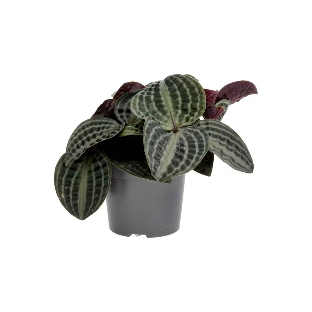 ProRep Live plant Seersucker Plant - Image 2