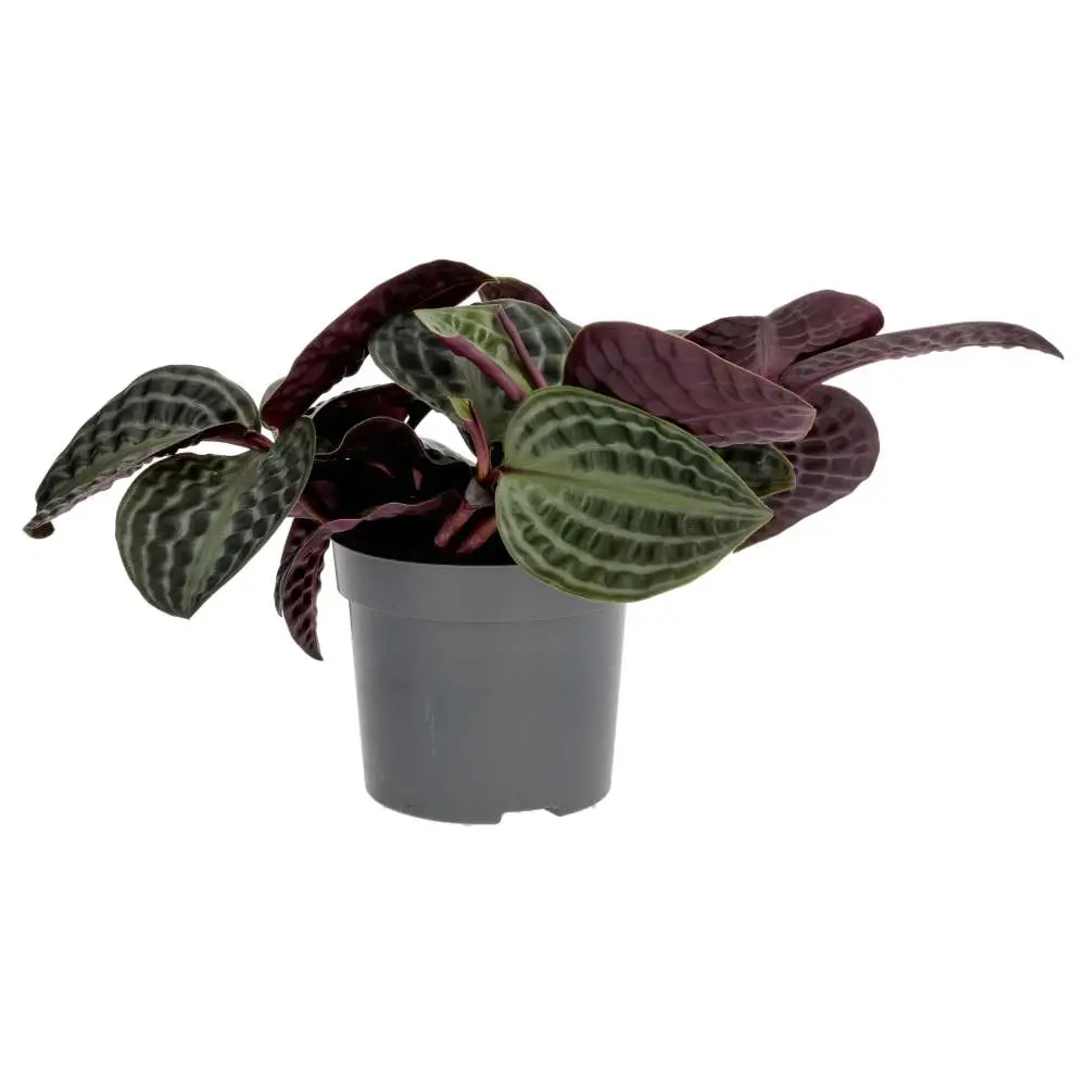 ProRep Live plant Seersucker Plant - Image 3
