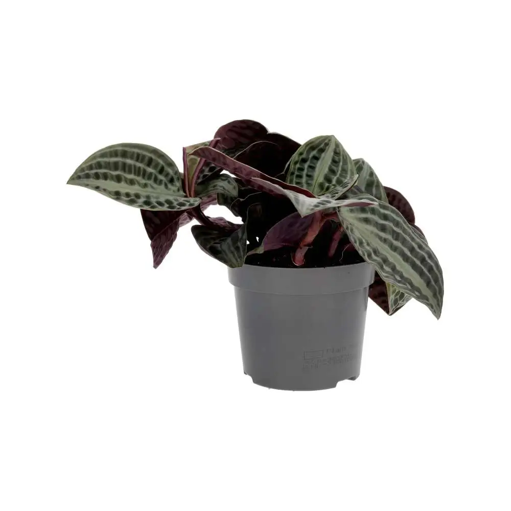 ProRep Live plant Seersucker Plant - Image 4