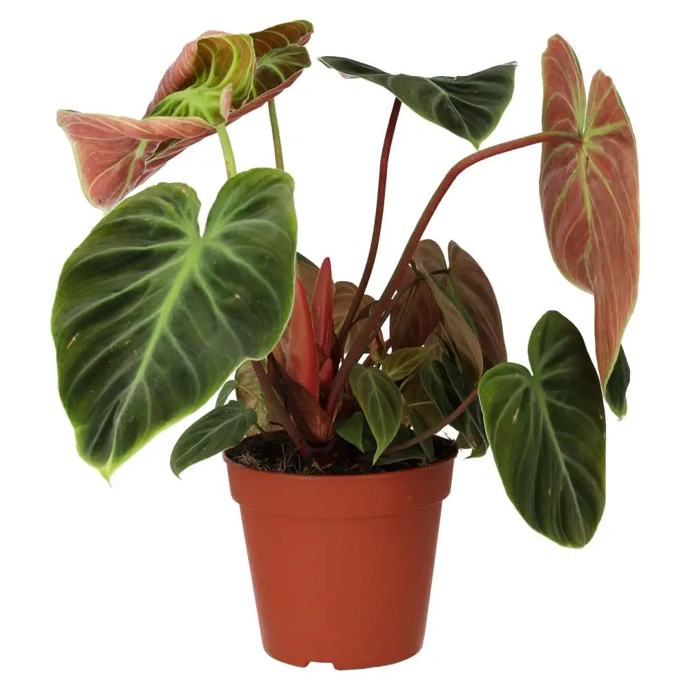Philodendron 'El Choco Red'