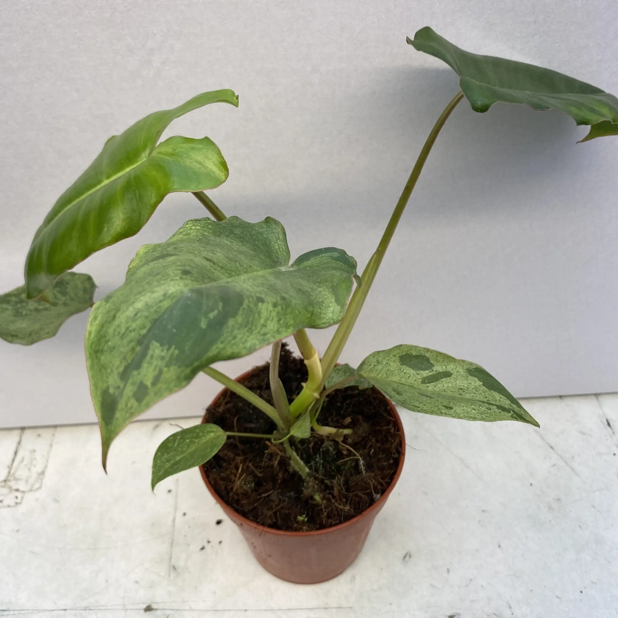 Philodendron 'Paraiso Verde'