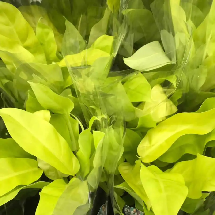 Philodendron 'Malay Gold' - Image 2