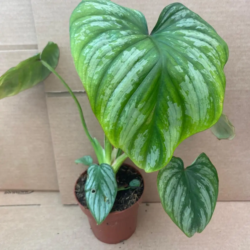 Philodendron mamei