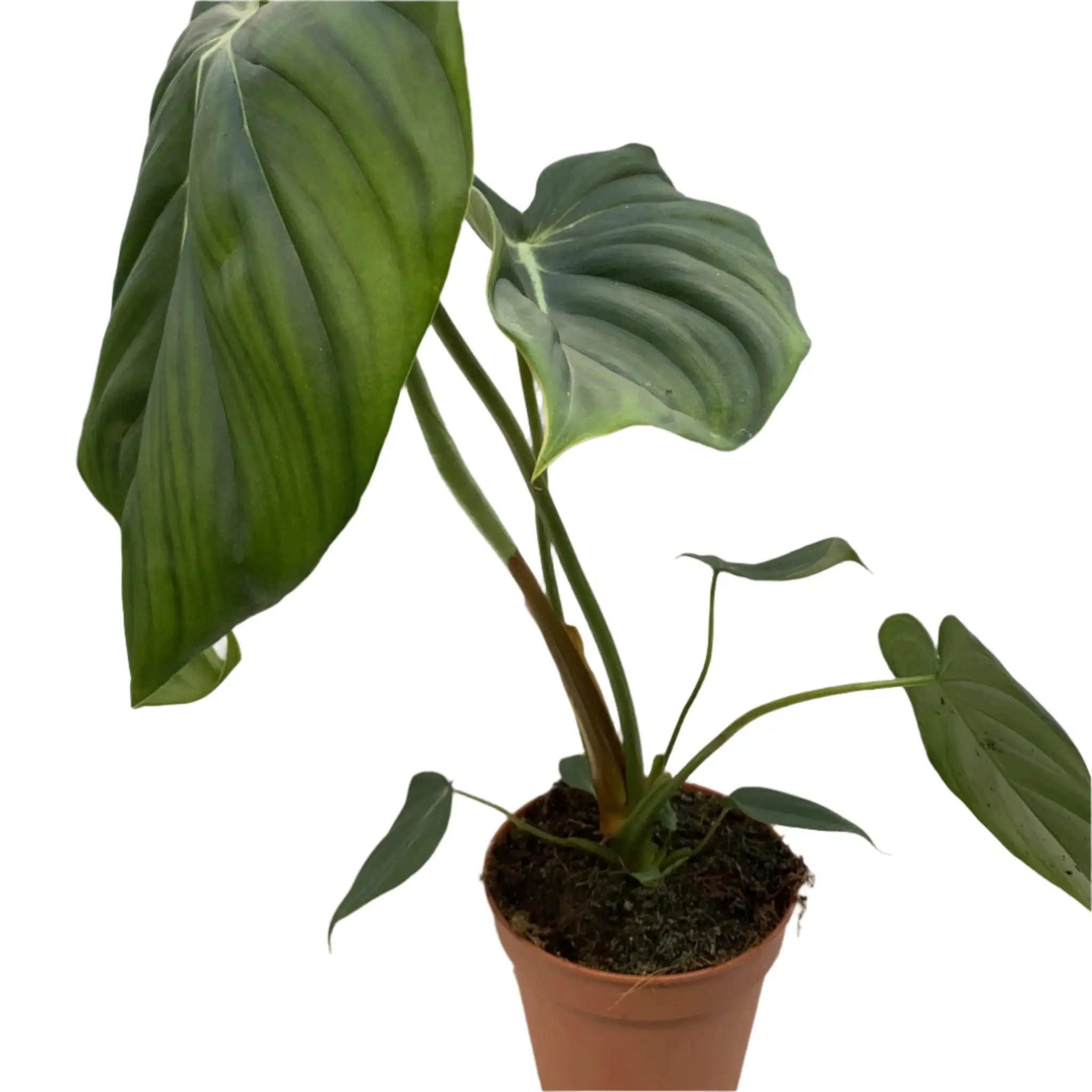 Philodendron pastazanum