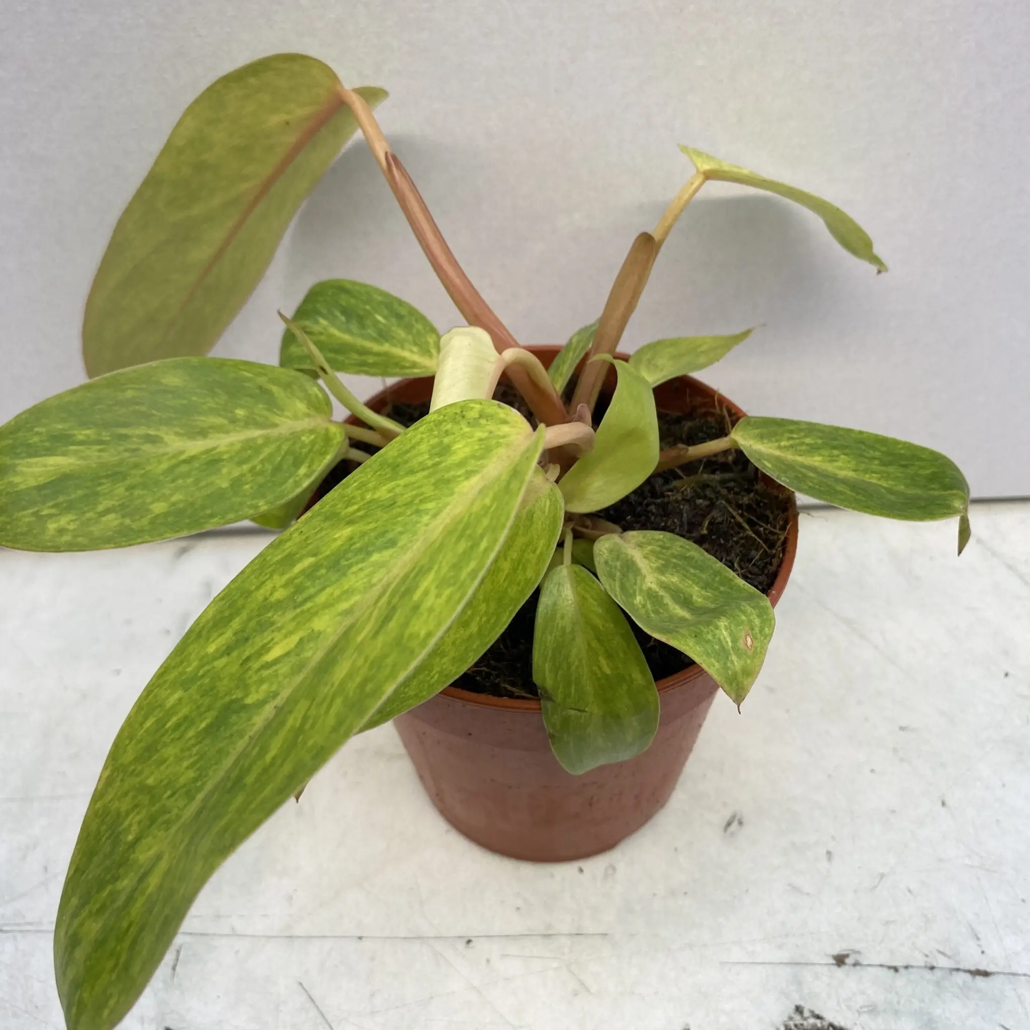 Philodendron (Philodendron 'Painted Lady')