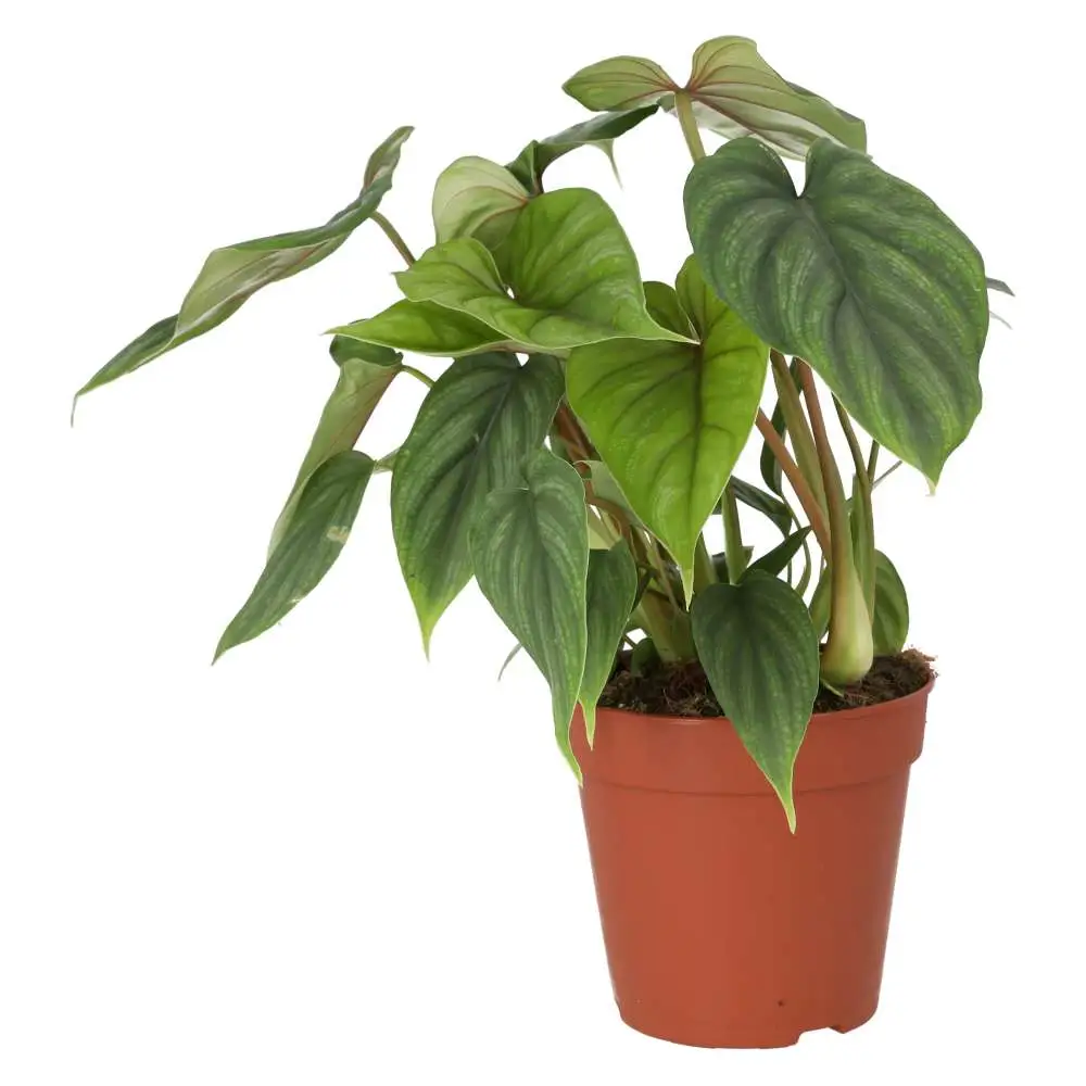 Philodendron plowmanii - Image 2