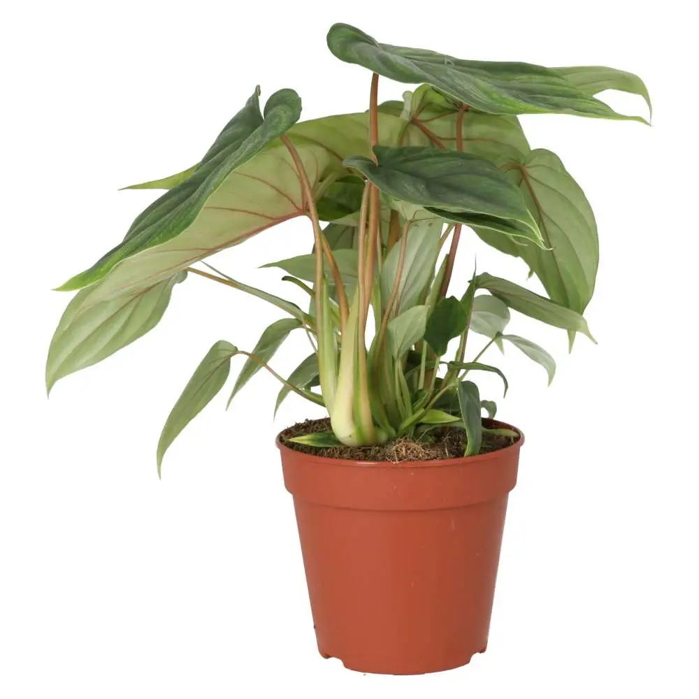 Philodendron plowmanii - Image 3