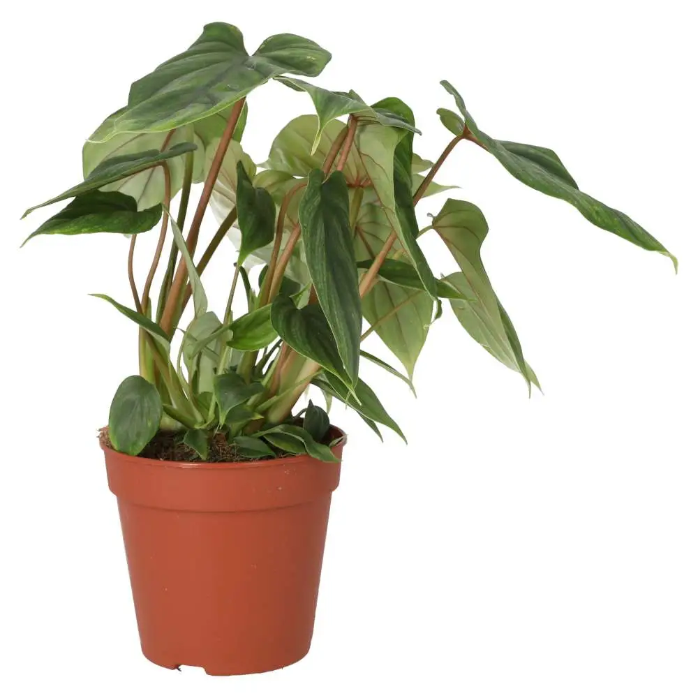 Philodendron plowmanii - Image 4