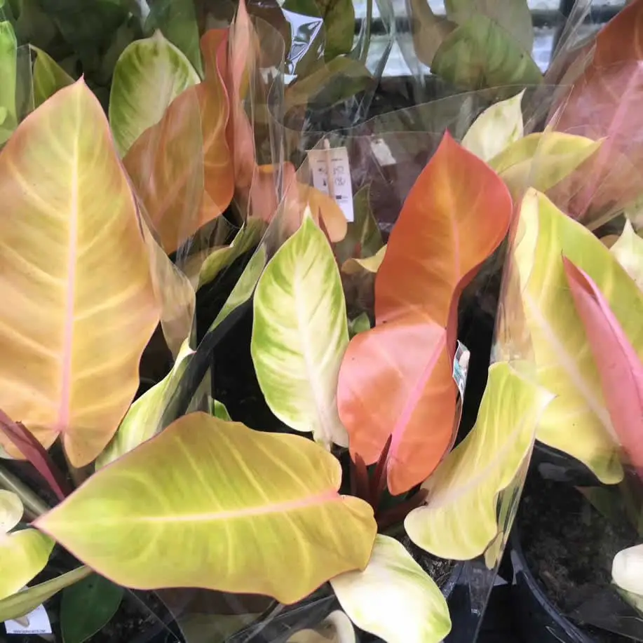 Philodendron 'Prince Orange'