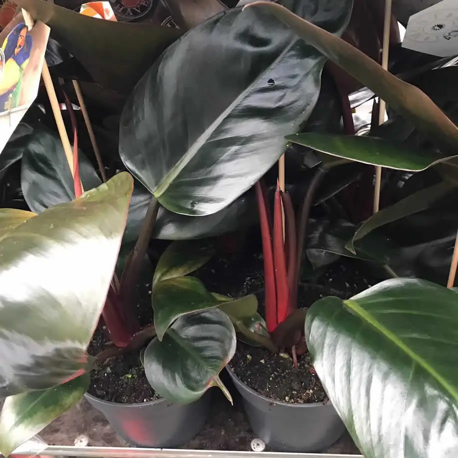 Philodendron 'Red' (Philodendron sp.) - Image 2