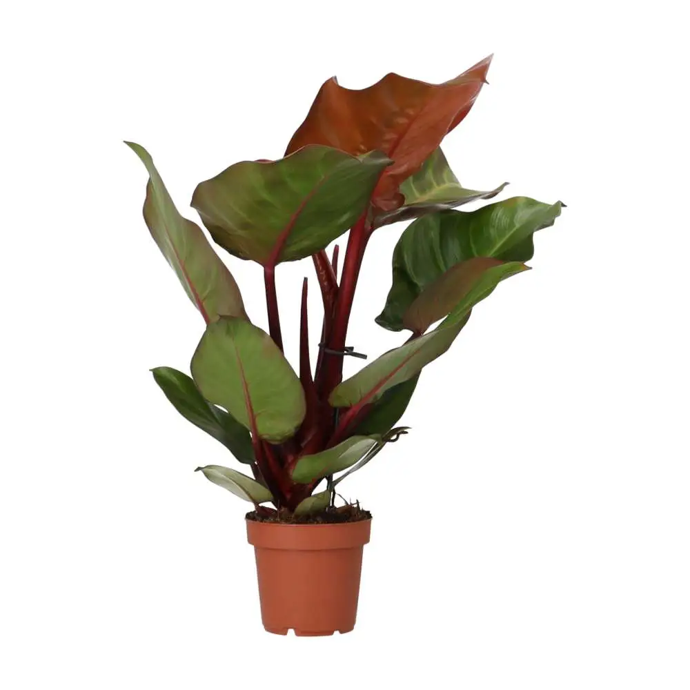 Philodendron 'Sunlight' - Image 2