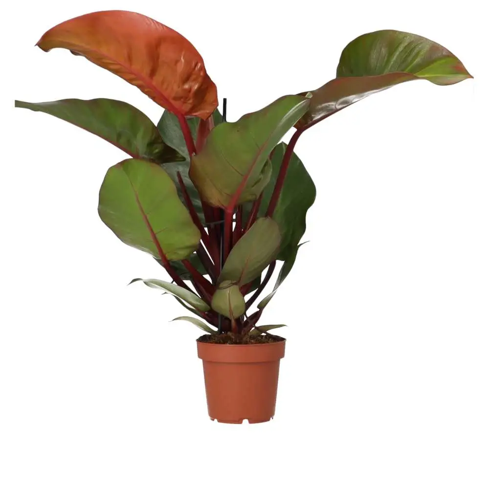 Philodendron 'Sunlight' - Image 3