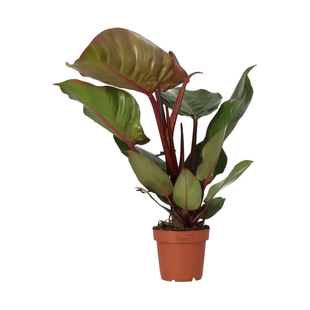 Philodendron 'Sunlight' - Image 4
